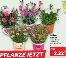 Kaufland Nelken-Vielfalt Angebot