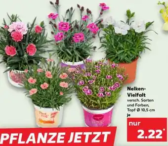 Kaufland Nelken-Vielfalt Angebot