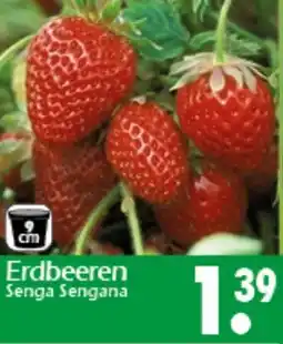 Wreesmann Erdbeeren Angebot
