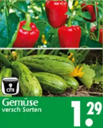 Wreesmann Gemüse Angebot