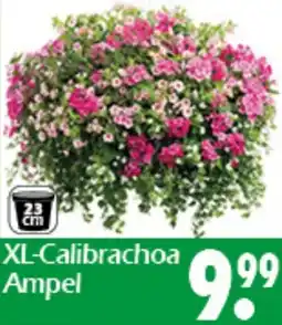 Wreesmann XL-Calibrachoa Ampel Angebot