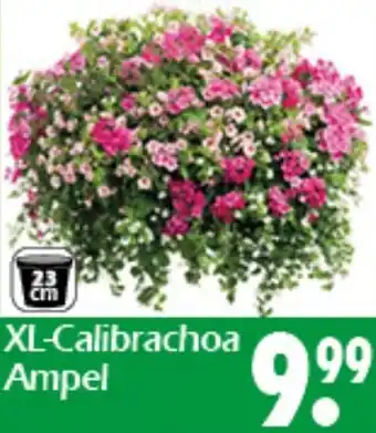 Wreesmann XL-Calibrachoa Ampel Angebot