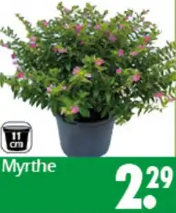 Wreesmann Myrthe Angebot