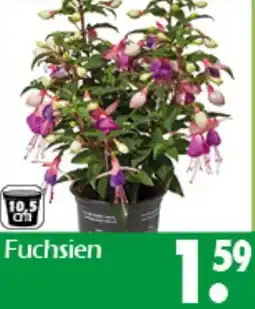 Wreesmann Fuchsien Angebot