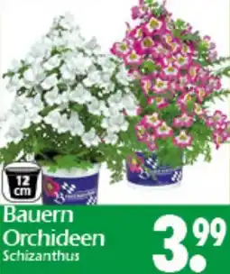 Wreesmann Bauern Orchideen Angebot