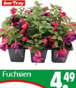 Wreesmann Fuchsien Angebot