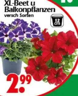 Wreesmann XL-Beet u Balkonpflanzen Angebot