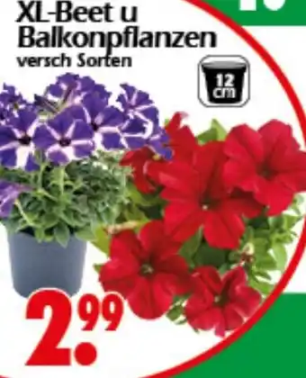 Wreesmann XL-Beet u Balkonpflanzen Angebot