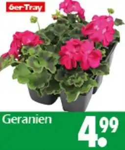Wreesmann Geranien Angebot