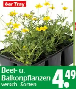 Wreesmann Beet-u. Balkonpflanzen Angebot