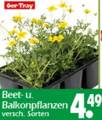 Wreesmann Beet-u. Balkonpflanzen Angebot