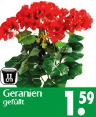 Wreesmann Geranien Angebot