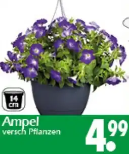 Wreesmann Ampel Angebot