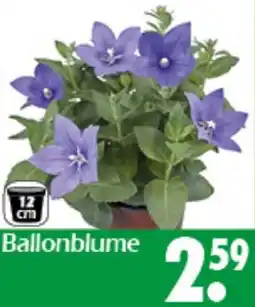 Wreesmann Ballonblume Angebot