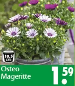 Wreesmann Osteo Mageritte Angebot