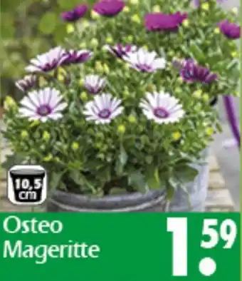 Wreesmann Osteo Mageritte Angebot