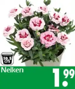 Wreesmann Nelken Angebot