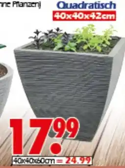 Wreesmann Quadratisch Angebot