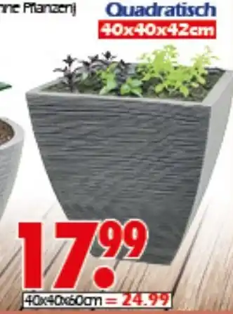 Wreesmann Quadratisch Angebot