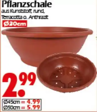 Wreesmann Pflanzschale Angebot