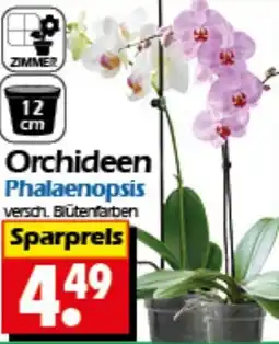 Wreesmann Orchideen Phalaenopsis Angebot