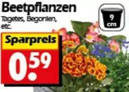 Wreesmann Beetpflanzen Angebot