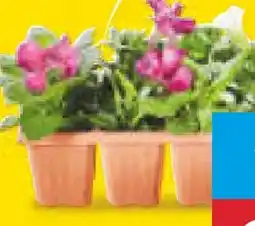 Netto Marken-Discount Beetpflanzen Angebot