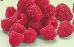 Netto Marken-Discount Driscoll's Himbeeren Angebot