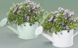 Netto Marken-Discount Glockenblume Angebot