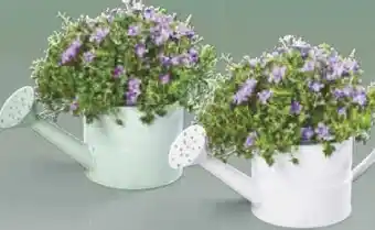 Netto Marken-Discount Glockenblume Angebot