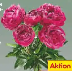 Netto Marken-Discount Pfingstrosen Angebot