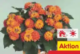Netto Marken-Discount Wandelröschen Angebot