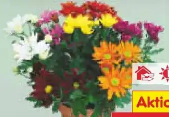 Netto Marken-Discount Chrysanthemen Angebot