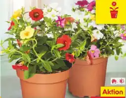 Netto Marken-Discount Zauberglöckchen Angebot