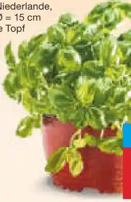 Netto Marken-Discount Basilikum-Topf Angebot
