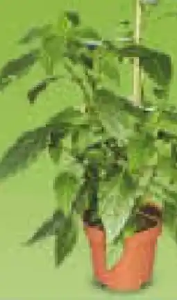 Netto Marken-Discount Tomatenpflanzen Angebot