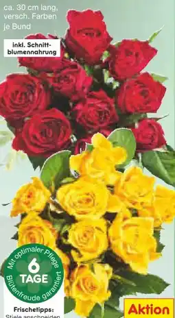 Netto Marken-Discount Moosrosen Angebot