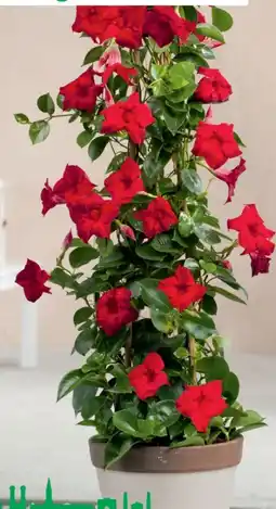 Hagebau Dipladenia Angebot