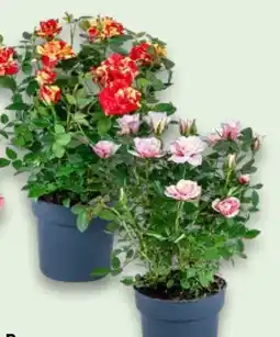 Kaufland Zweifarbige Rosen Angebot