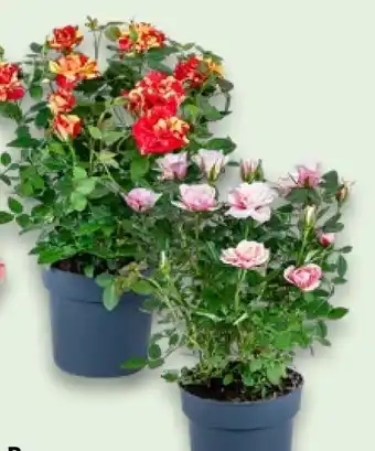 Kaufland Zweifarbige Rosen Angebot