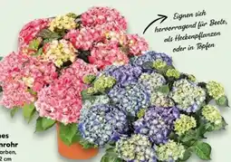 Kaufland Hortensien XL Angebot