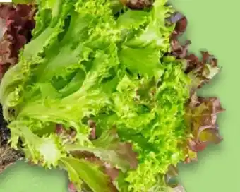 Kaufland Multicolorsalat Angebot