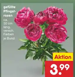 Netto Marken-Discount Gefüllte pfingstrosen Angebot