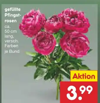 Netto Marken-Discount Gefüllte pfingstrosen Angebot