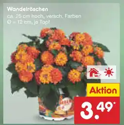 Netto Marken-Discount Wandelröschen Angebot