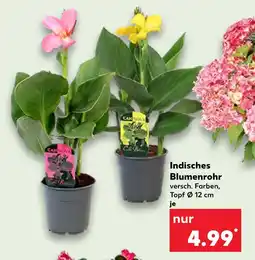 Kaufland Can nova indisches blumenrohr Angebot