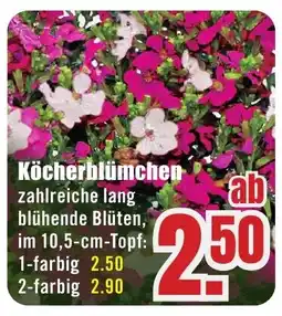 B1 Discount Baumarkt Köcherblümchen Angebot