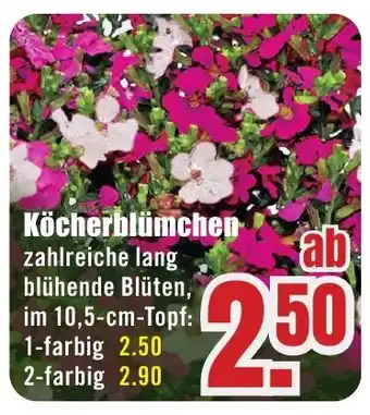 B1 Discount Baumarkt Köcherblümchen Angebot