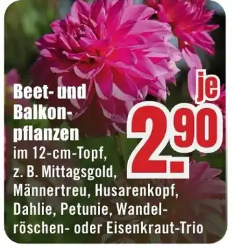B1 Discount Baumarkt Beet-und Balkonpflanzen Angebot