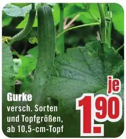 B1 Discount Baumarkt Gurke Angebot